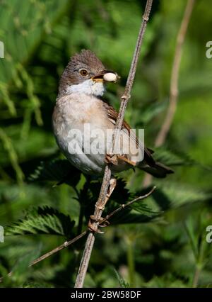 Common Whitethroat provisioning the nest in the Cotswold Hills Stock Photo