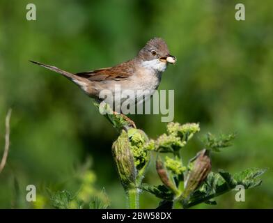 Common Whitethroat provisioning the nest in the Cotswold Hills Stock Photo