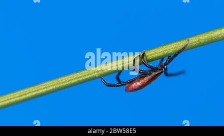 Deer tick crawling upside down at grass blade on blue sky background. Ixodes ricinus. Infectious parasitic mite on green stem detail. Danger in nature. Stock Photo