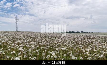 White common dandelion blowballs and a power tower in spring meadow. Taraxacum officinale. Fluffy dandelions, electricity pylon and clouds on blue sky. Stock Photo