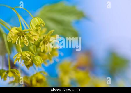 Closeup of flowering maple tree with blue sky background. Acer. Bright natural scene. Cluster of yellow blooms on blossoming tree branch. Early spring. Stock Photo