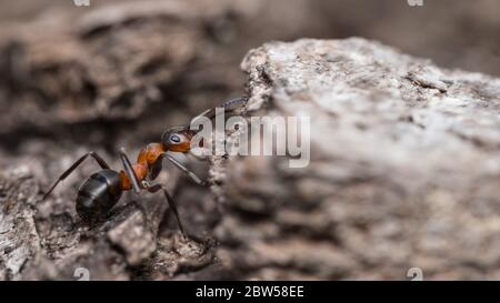 Closeup of red wood ant worker profile on tree bark. Formica rufa. Side view of crawling biting forest bug with formic acid for defence. Social insect. Stock Photo