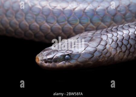 Xenopeltis unicolor Shedding it's Skin. Common names: sunbeam snake is a non-venomous sunbeam snake isolated on black background Stock Photo