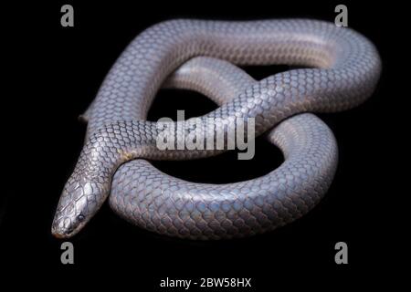 Xenopeltis unicolor Shedding it's Skin. Common names: sunbeam snake is a non-venomous sunbeam snake isolated on black background Stock Photo