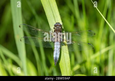 Scarce chaser dragonfly (Libellula fulva) male on the Wey and Arun Canal near Loxwood, West Sussex, UK Stock Photo
