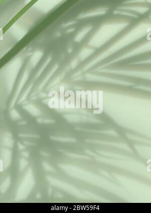 blurred palm tree shadow on abstract green color background Stock Photo