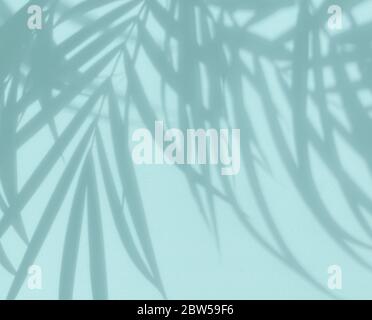 blurred palm tree shadow on abstract blue color background Stock Photo