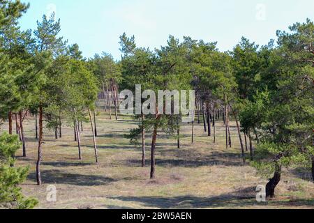Glade in the pine forest. Landscape photo of lonely pines against the blue sky Stock Photo