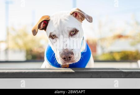 Adorable pitbull pet dog looking at the camera from a pickup truck Stock Photo