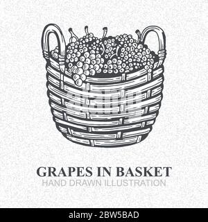 Grapes in basket. Hand drawn grape bunches in basket vector illustration. Retro style sketch drawing. Stock Vector