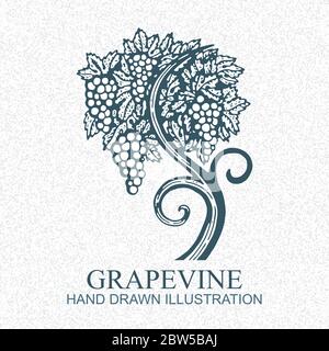 Grapevine. Vineyard engraving style hand drawn vector illustration. Grape and vine logo. Part of set. Stock Vector