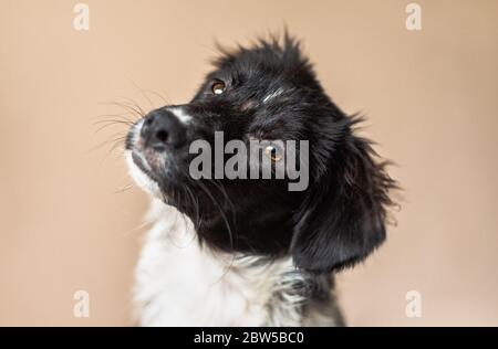 Border Collie mix puppy, missing fur from allergies, looks at the camera with a head tilt Stock Photo