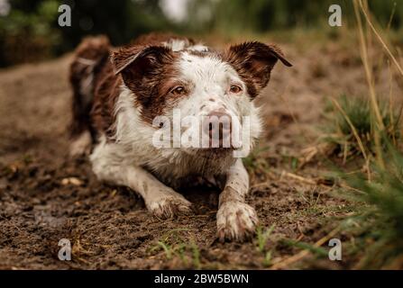 Brown and white Border Collie herding and laying in mud Stock Photo