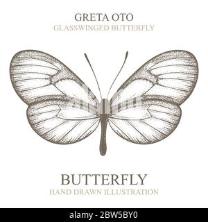 Butterfly. Greta Oto glass winged butterfly. Butterfly hand drawn vector illustration. Part of set. Stock Vector