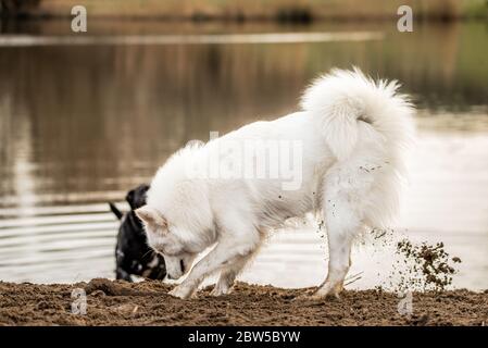 Cute, fluffy white Samoyed dog digs a hole in the dirt Stock Photo