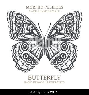 Butterfly. Morpho peleides butterfly. Butterfly hand drawn vector illustration. Part of set. Stock Vector