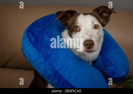 Cute Border Collie dog on a couch, wearing blue inflatable collar Stock Photo
