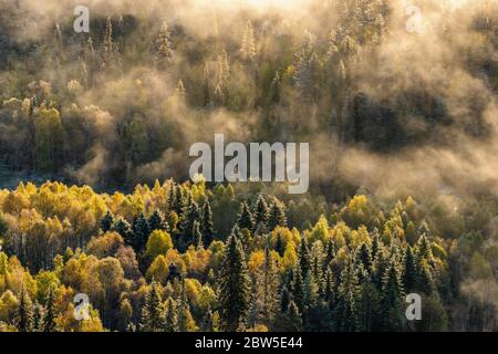 Beautiful morning landscape of the autumn forest Stock Photo