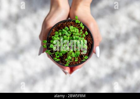 Female hands hold little green sprouts/seedlings arugula in plastic pot, selective soft focus. Gardening, growing at home, spring planting. Top view. Stock Photo