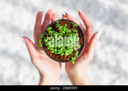 Female hands hold little green sprouts/seedlings arugula in plastic pot, selective soft focus. Gardening, growing at home, spring planting. Top view. Stock Photo