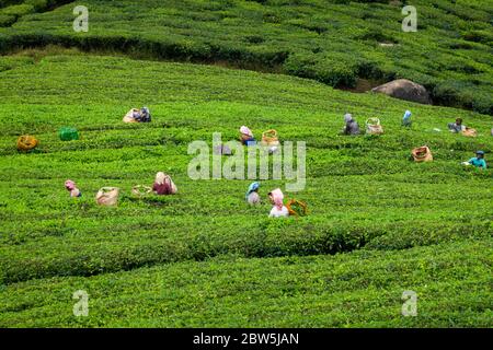 Women pick tea on a plantation in Munnar, Kerala, India Stock Photo