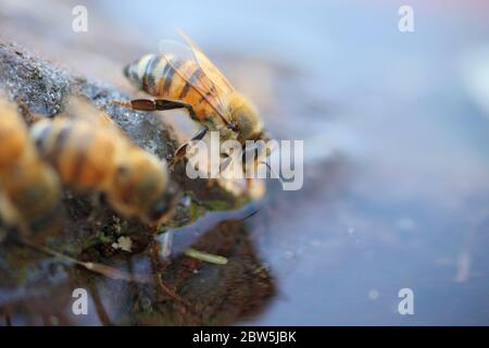 Honey Bee drinking Stock Photo