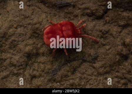 A red velvet mite, likely a member of the genus Trombidium crawling on mud in the Sacramento valley, CA. Stock Photo