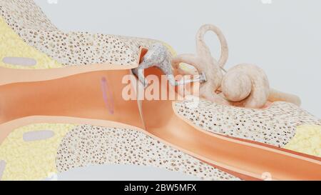 3d render structures of the human ear with the image of all the ...
