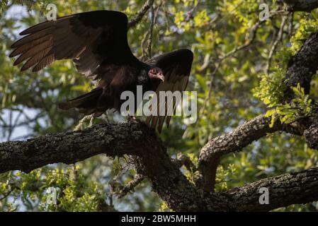 A turkey vulture (Cathartes aura) in one of the East Bay regional parks in the California Bay area. Stock Photo