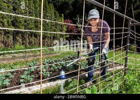 ARC-0044...WASHINGTON - Penelope Protheroe of Angel Resource Commection  waters the home garden that she grows to feed the homeless. Stock Photo
