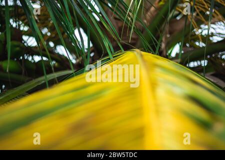 Green coconut leaf straight line pattern frame isolated background of Coconut tree. Its help to use for shelter of house on villages and Coconut leave Stock Photo