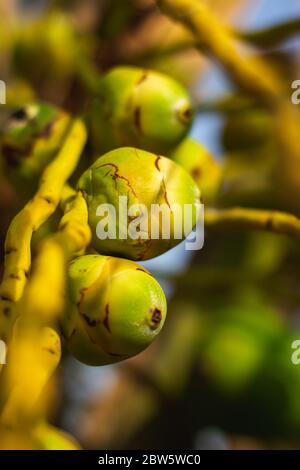 Fresh new born Baby coconuts on a Coconut tree plantation.Cluster of fresh baby coconut palm fruits on its tree. Achinga , Little Coconut, Small Cocon Stock Photo