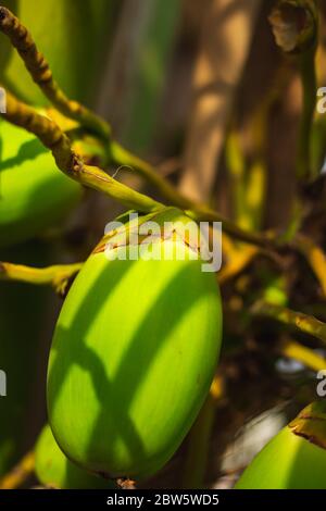 Fresh new born Baby coconuts on a Coconut tree plantation.Cluster of fresh baby coconut palm fruits on its tree. Achinga , Little Coconut, Small Cocon Stock Photo