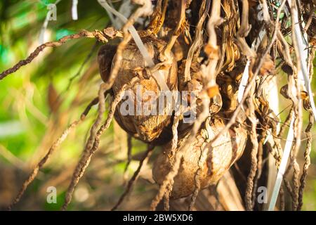 Dry coconut / old coconut on tree isolated on green coconut tree background. Brown coconut help to make coconut oil and dry coconut sweets. healthy an Stock Photo