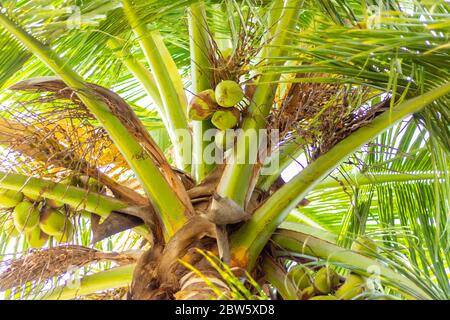 Green Coconut tree with bunch of coconuts and flowers . A tropical forest. Asia, India. Green palm tree on blue sky background. Coconut Palm Tree, tro Stock Photo