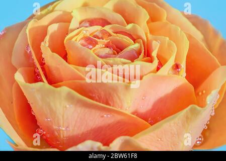 Beautiful orange rose with water drops in closeup. Extreme close-up of a beautiful rose with dewdrops. Stock Photo