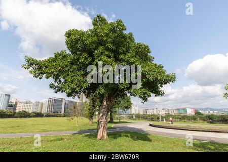 Large-leaved Banyan, Red Fruit Fig Tree, sea fig or deciduous fig,  Ficus superba, Taipei, Taiwan, April 09, 2020 Stock Photo