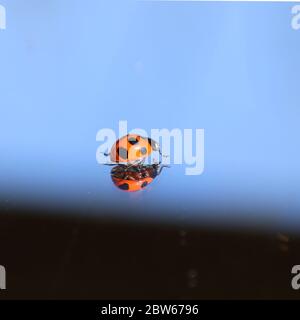 Ladybug walking on a mirror Stock Photo