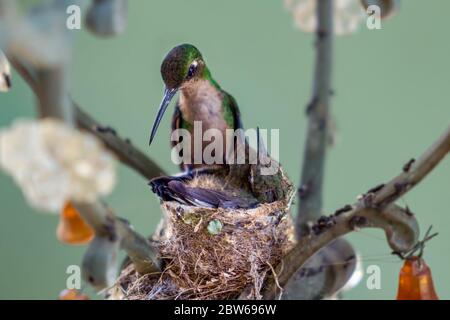 Adult hummingbird in the nest with its two young. The nest is made in a lamp Stock Photo