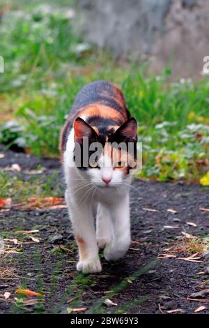 curious calico cat walking outside. predator in the autumn garden Stock Photo