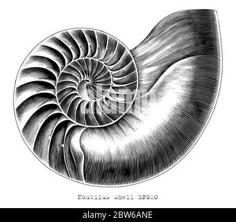 Antique engraving illustration of Nautilus shell hand draw black and white clip art isolated on white background Stock Vector