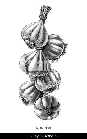 Antique engraving illustration of garlic hand draw black and white clip art isolated on white background Stock Vector