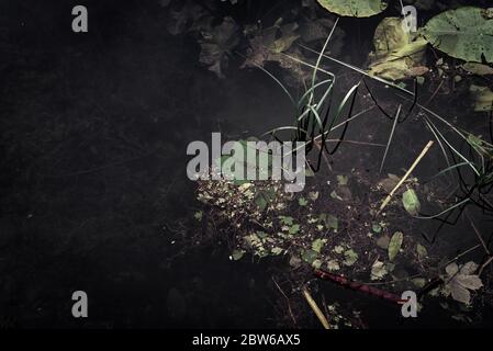 Water lillies collage background, spring. Stock Photo