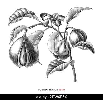 Nutmeg branch botanical drawing vintage style black and white clipart isolated on white background Stock Vector