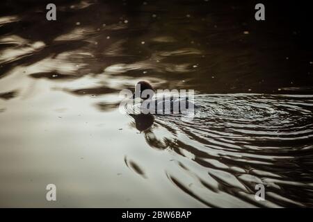 Common goldeneye on a lake in Finland Stock Photo