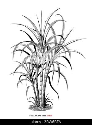 Sugar cane tree botanical illustration vintage engraving style black and white clipart isolated on white background Stock Vector