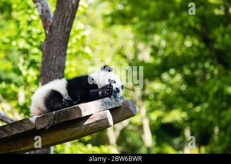 Beijing, Germany. 28th May, 2020. A giant panda cub rests at Zoo Berlin in Berlin, capital of Germany, May 28, 2020. Zoo Berlin reopened to the public on April 28 after a closure for more than a month due to COVID-19. Giant pandas 'Meng Meng' and 'Jiao Qing' from China with their twin cubs 'Meng Xiang' and 'Meng Yuan' have attracted numerous visitors though restrictions are still imposed in the zoo. Credit: Binh Truong/Xinhua/Alamy Live News Stock Photo
