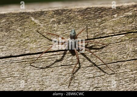 A male Running Crab Spider, Philodromus aureolus, hunting on a wooden fence at the edge of woodland in the UK. Stock Photo