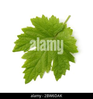 Single fresh green grape leaf isolated on white background Stock Photo