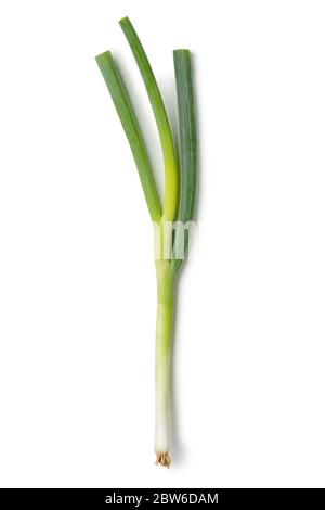 Single fresh young spring onion isolated on white background Stock Photo